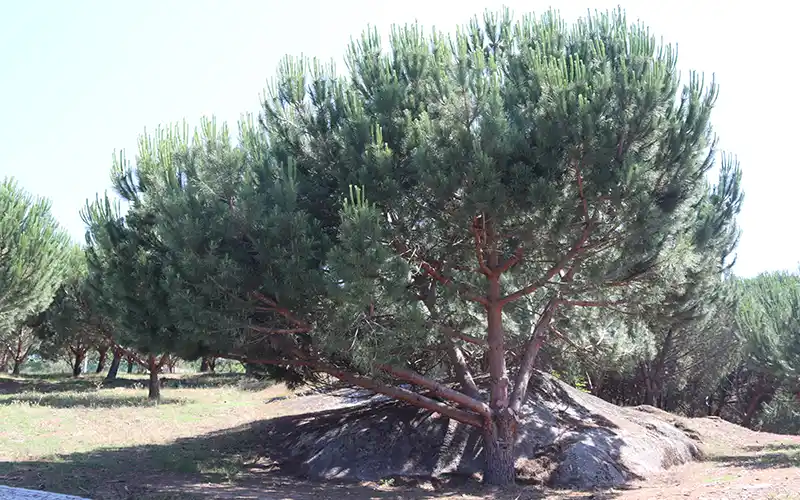 Pineaceutic
