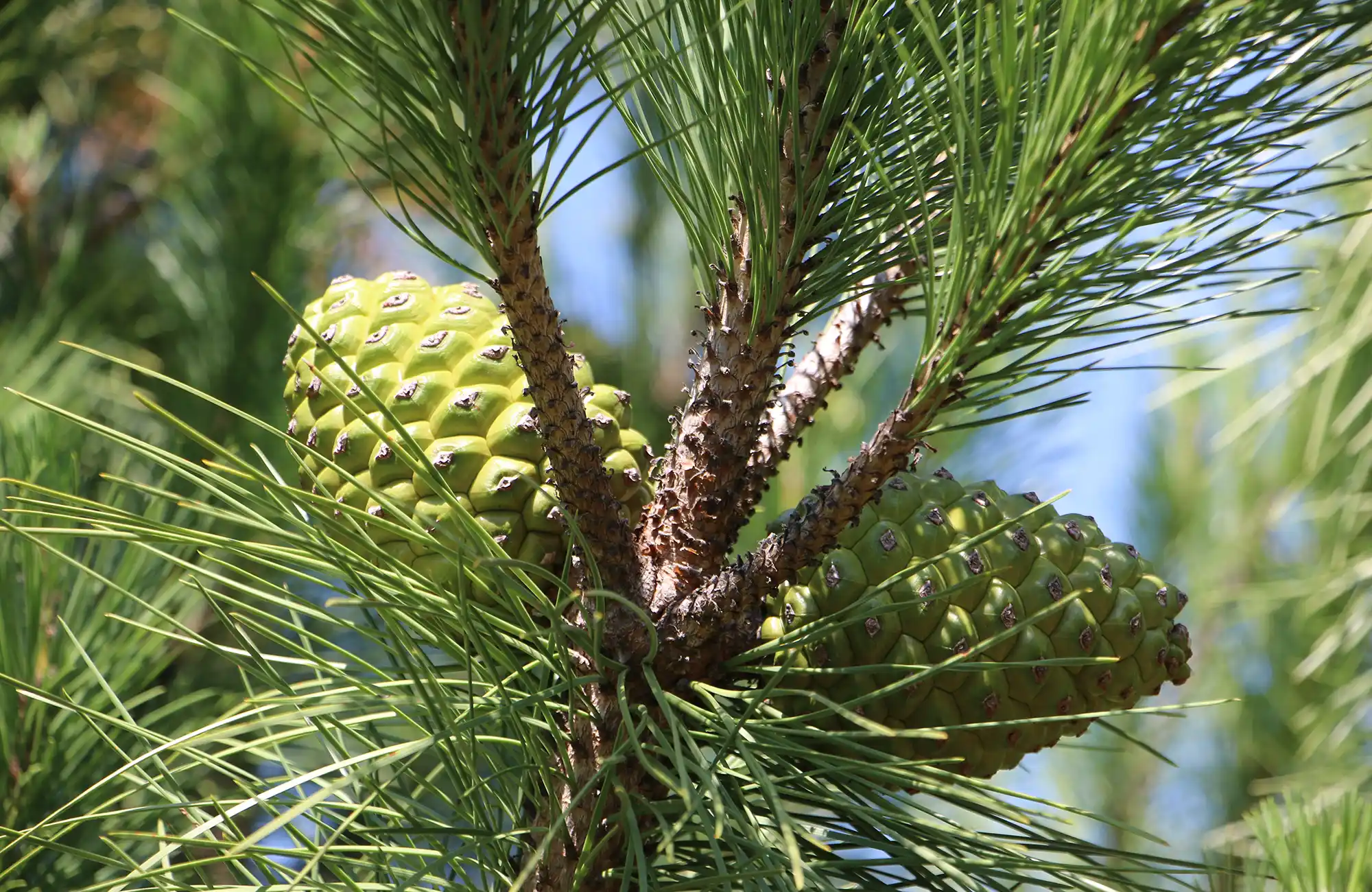 Pineaceutic