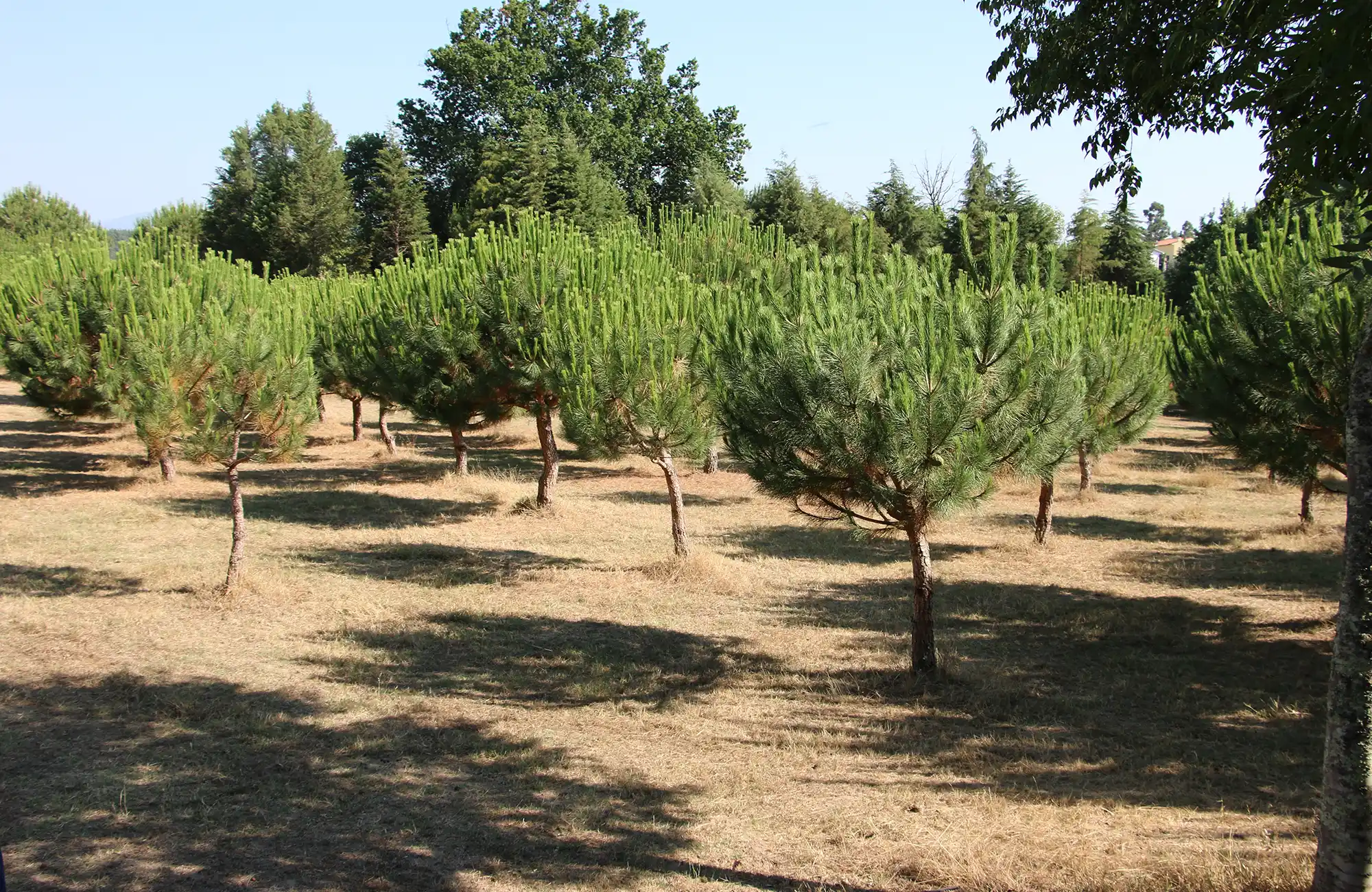 Pineaceutic