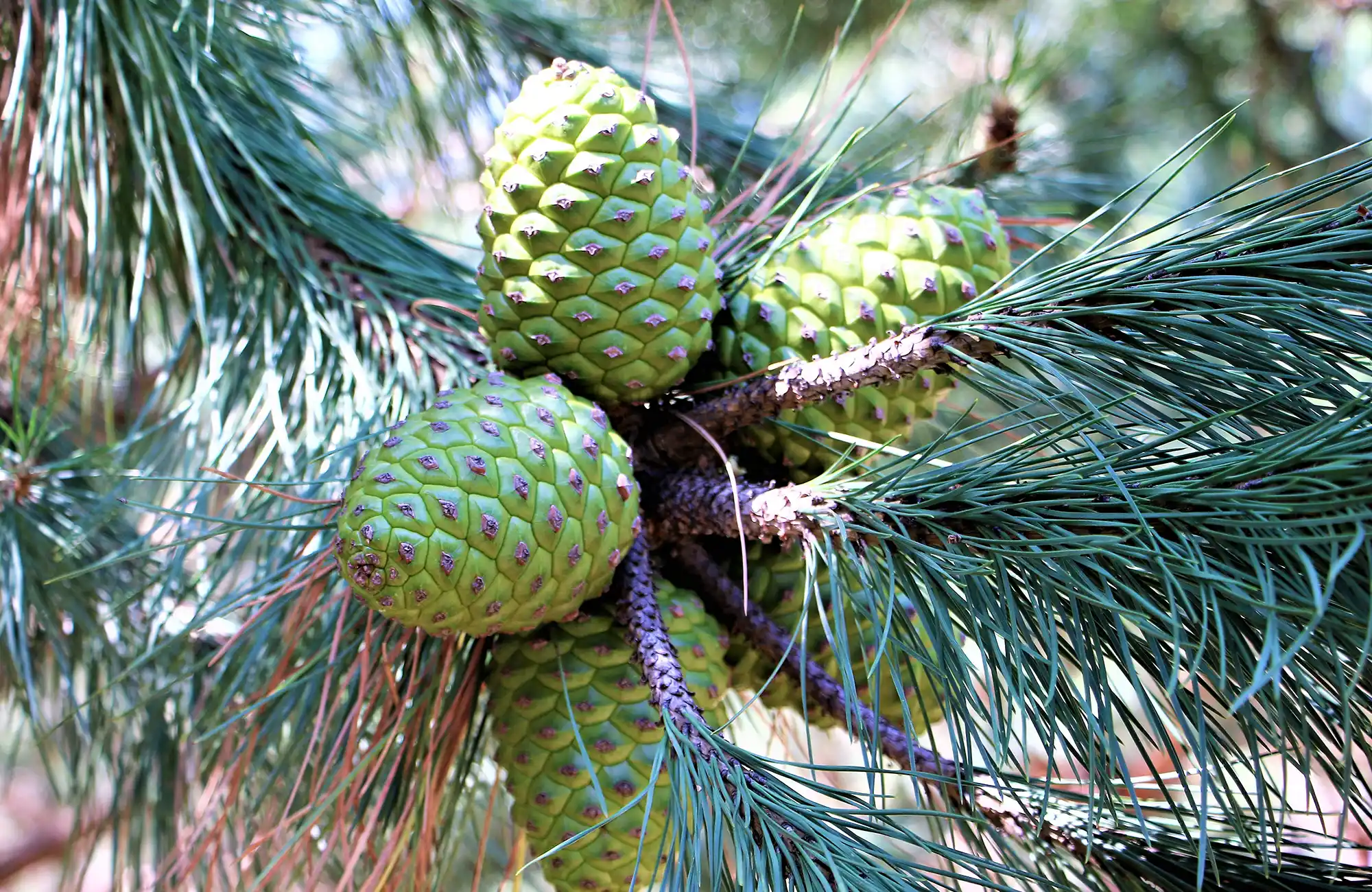 Pineaceutic
